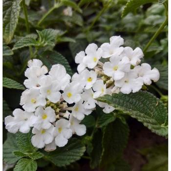 Lantana montevidensis 'Monma' 