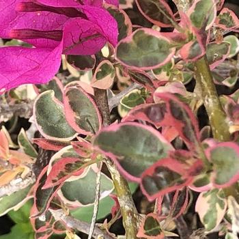 Bougainvillea 'Raspberry Ice' 