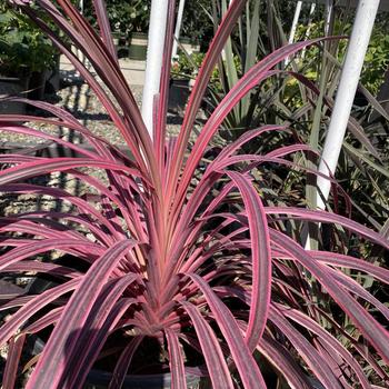 Cordyline 'Salsa' PP26154