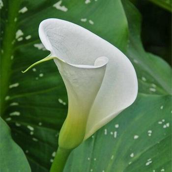 Zantedeschia aethiopica 'White Giant' 