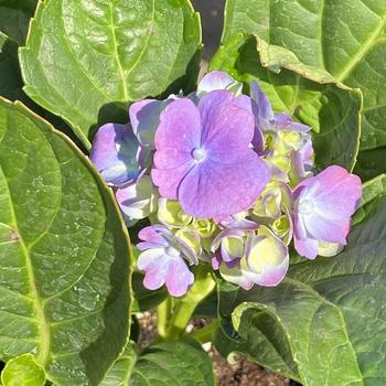 Hydrangea macrophylla 'Merriit's Supreme' 