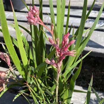 Anigozanthos 'Bush Dawn' 