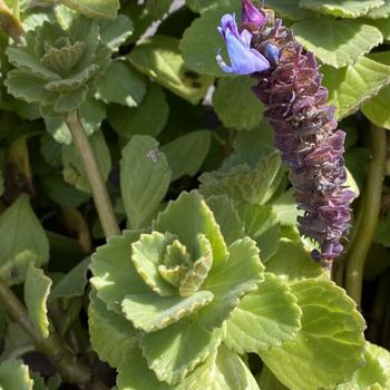 Plectranthus ciliatus 'Variegated' 