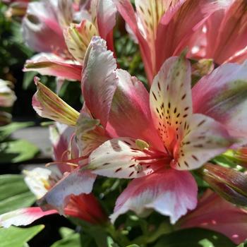 Alstroemeria 'Inca Sweety™' 