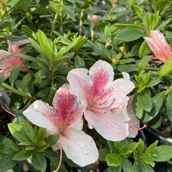 Rhododendron Southern Indica hybrid 'Pink Lace' 