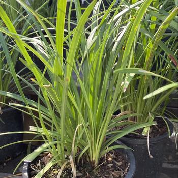 Liriope gigantea