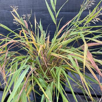 Hakonechloa macra