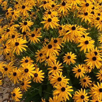 Rudbeckia fulgida 'Mega Millions™'