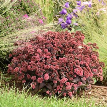 Sedum Rock 'N Grow® 'Midnight Velvet'