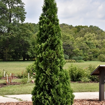 Thuja occidentalis 'IslPrim' 