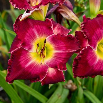 Hemerocallis Rainbow Rhythm® 'Blood, Sweat and Tears'