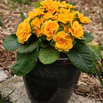 Primula vulgaris 'Mandarin' 