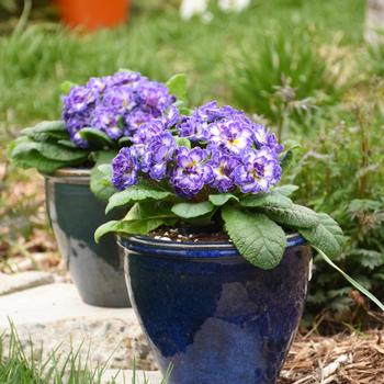 Primula vulgaris 'Blue Ripples' 