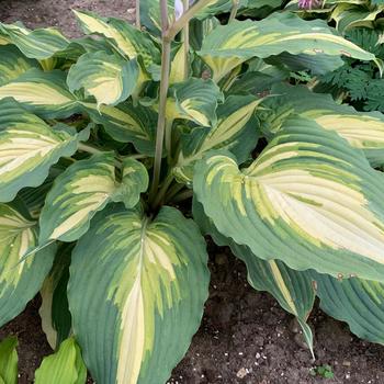 Hosta 'Love Story' PP34224