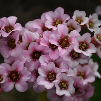 Bergenia 'Peppermint Patty' 