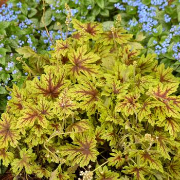 Heucherella 'Capture the Flag' 