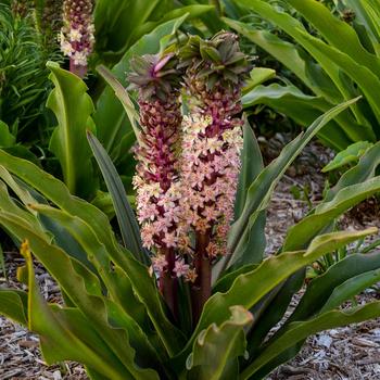 Eucomis Crowning Glory™ 'Princess Bride'