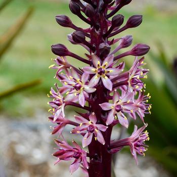 Eucomis 'Purple Reign' 