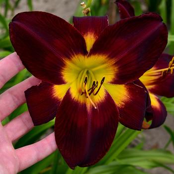 Hemerocallis Rainbow Rhythm® 'Persian Ruby'