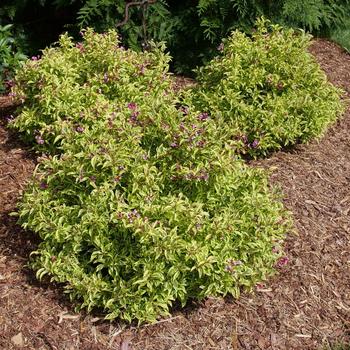 Weigela florida 'Bubbly Wine™'