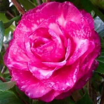 Camellia japonica 'Mathotiana' 