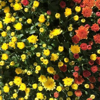 Chrysanthemum x morifolium 'Multiple Varieties' 