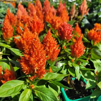 Celosia argentea