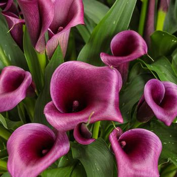 Zantedeschia 'Destiny' 