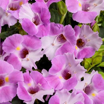 Torenia 'DanCatpink' PP17025, Can 2525