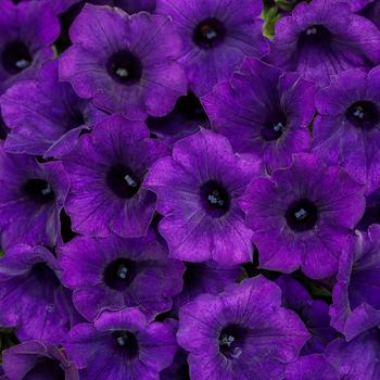 Petunia Supertunia Mini Vista® Ultraviolet