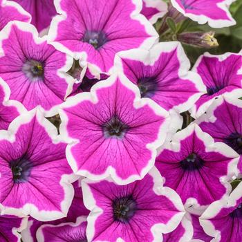 Petunia Supertunia® 'Hoopla™' (246473)