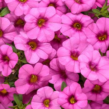 Calibrachoa Superbells® Pink