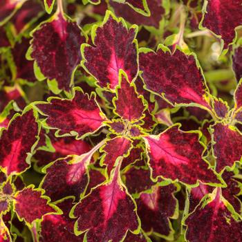 Coleus scutellarioides 'Baltazlord' 