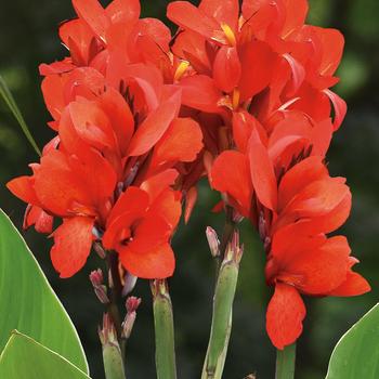 Canna x generalis Toucan® Scarlet Improved