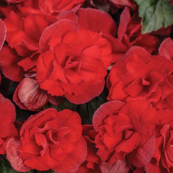 Begonia x hiemalis Solenia® Scarlet