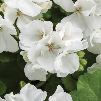 Pelargonium Boldly® White