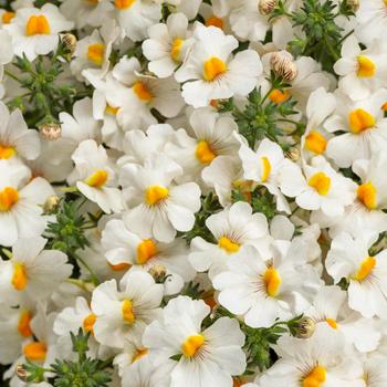 Nemesia Sunsatia® 'Coconut'