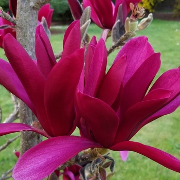 Magnolia 'JURmag4' PP20346