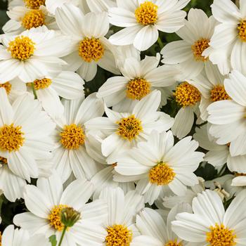 Bidens Campfire® 'Marshmallow™'