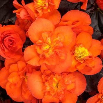 Begonia x hiemalis 'Chocolate Orange' 
