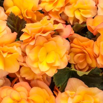 Begonia x hiemalis Solenia® Apricot