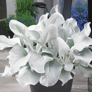 Senecio candicans 'Angel Wings'