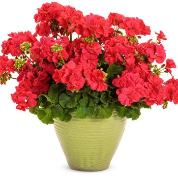 Pelargonium Boldly® Coral