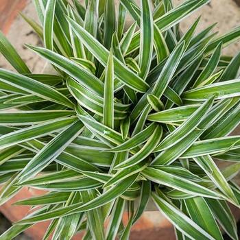 Chlorophytum comosum 'Variegatum' 