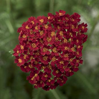 Achillea Desert Eve™ Red