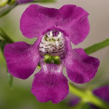 Angelonia angustifolia Carita™ 'Cascade Deep Purple'