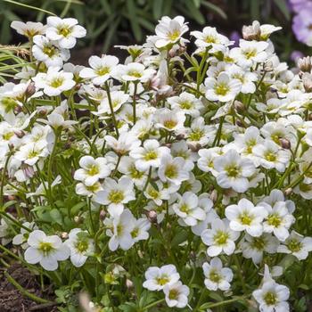 Saxifraga x arendsii Alpino™ White