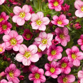 Saxifraga x arendsii Alpino™ Pink