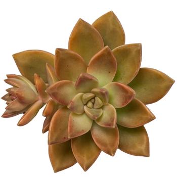 x Graptosedum 'California Sunset' 