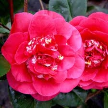 Camellia japonica 'April Tryst' 